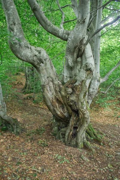 Tronco Ramificado Uma Árvore Velha — Fotografia de Stock