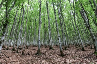 Yazın kayın ormanları dağlarda