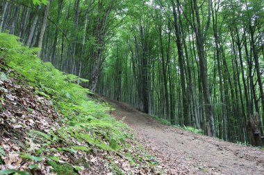Yazın kayın ormanları dağlarda