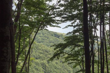 Yazın kayın ormanları dağlarda
