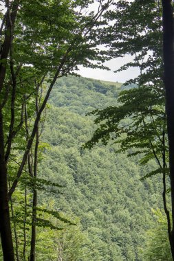 Yazın kayın ormanları dağlarda
