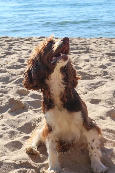 Köpek Yavrusu Spaniel Kahverengidir — Stok fotoğraf