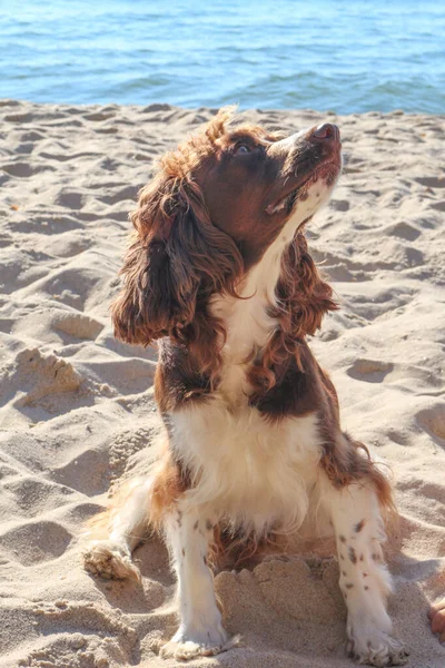 Köpek Yavrusu Spaniel Kahverengidir — Stok fotoğraf