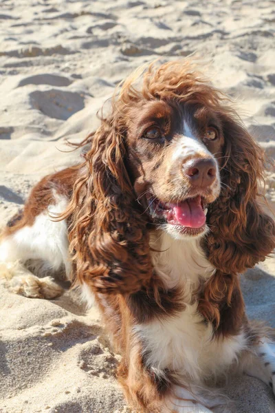 狗在夏天的海滨繁殖出褐色的狗 — 图库照片