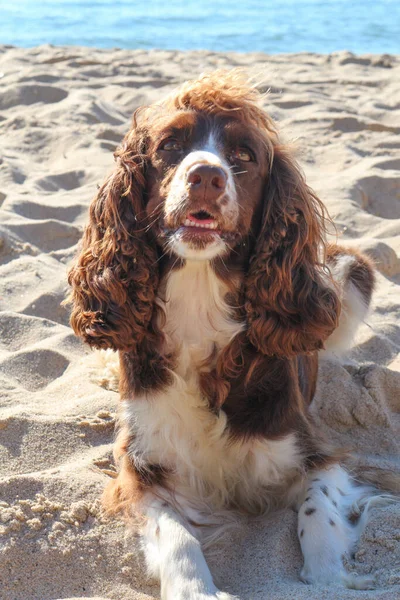 Köpek Yavrusu Spaniel Kahverengidir — Stok fotoğraf