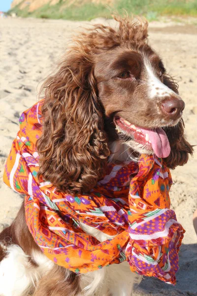 狗在夏天的海滨繁殖出褐色的狗 — 图库照片