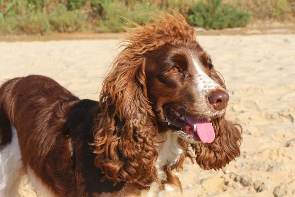 Dog Breed Spaniel Brown Seashore Summe — Stock Photo, Image