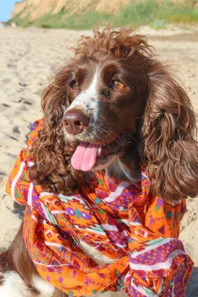 Dog Breed Spaniel Brown Seashore Summe — Stock Photo, Image