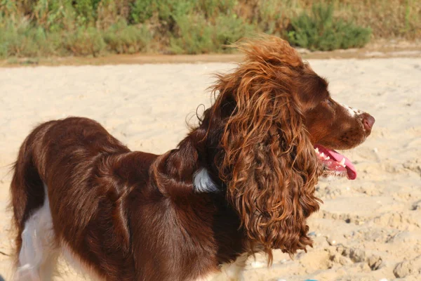 Dog Breed Spaniel Brown Seashore Summe — Stock Photo, Image