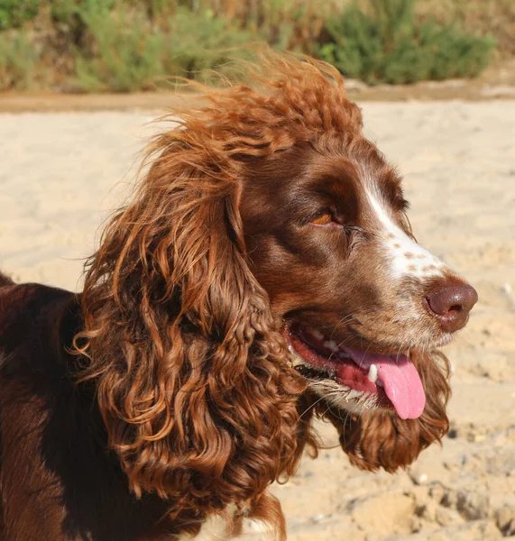 Dog Breed Spaniel Brown Seashore Summe — Stock Photo, Image