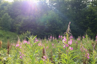 fireweed flowers or ivan tea in a forest glade