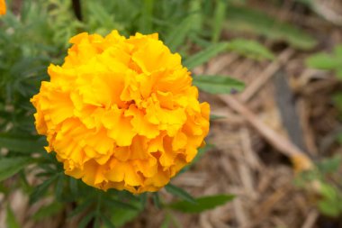 marigold flower close-up in summer on a flower be