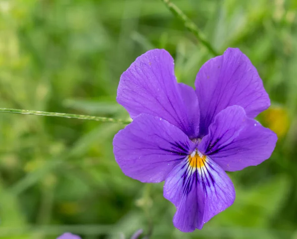 Wild Violet Flower Forest Glad — Fotografia de Stock