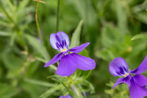 Wild Violet Flower Forest Glad — Fotografia de Stock