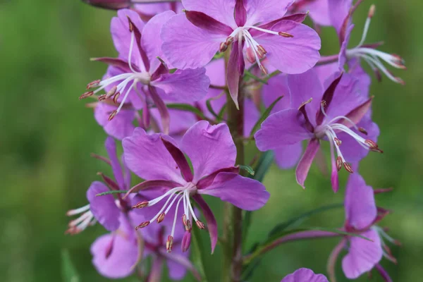 fireweed flowers or ivan tea in a forest glade