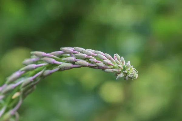 Fireweed Flowers Ivan Tea Forest Glade — ストック写真