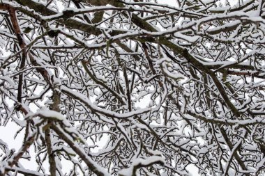 Ağaçların dalları kışın karla kaplıdır.