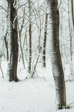 Orman kışın karla kaplı.