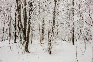 Orman kışın karla kaplı.