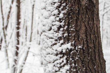 Ağaç kabuğu şarapla kaplı.