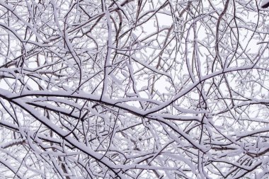 Ağaçların dalları kışın karla kaplıdır.