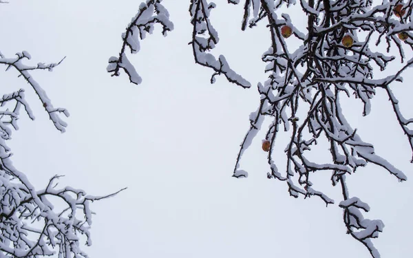 Ветви Деревьев Покрыты Снегом Зимнем Саду — стоковое фото