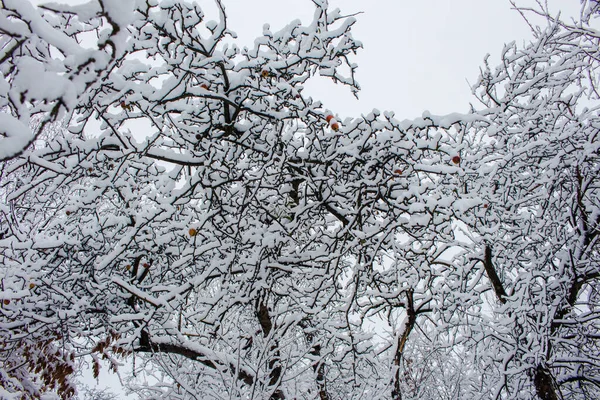 Takken Bedekt Met Sneeuw Wintertuin — Stockfoto