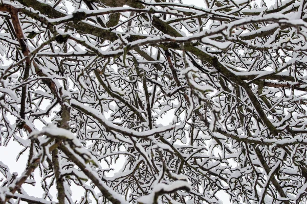 Ramas Árboles Cubiertas Nieve Guarnición Invierno — Foto de Stock