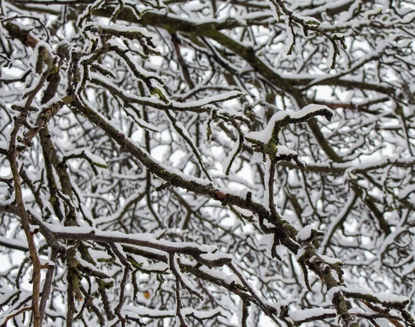 Träd Grenar Täckta Med Snö Vintern Garde — Stockfoto