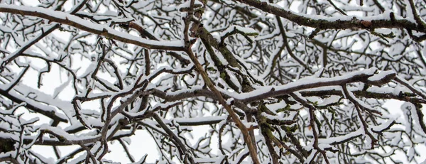 Träd Grenar Täckta Med Snö Vintern Garde — Stockfoto