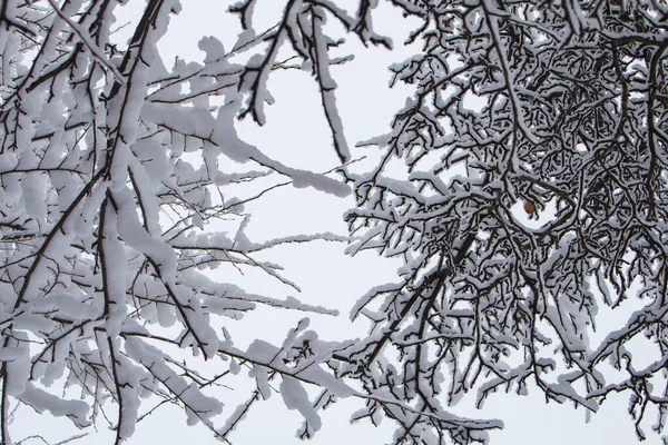 Ramas Árboles Cubiertas Nieve Guarnición Invierno — Foto de Stock