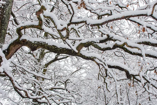 Ramas Árboles Cubiertas Nieve Guarnición Invierno — Foto de Stock