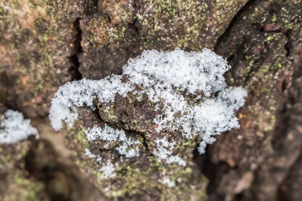Casca Árvore Coberta Neve Winte — Fotografia de Stock