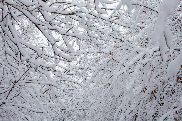 Ağaçların Dalları Kışın Karla Kaplıdır — Stok fotoğraf
