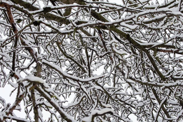 Tree Branches Covered Snow Winter Garde Stock Picture