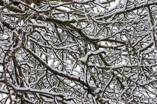 Tree Branches Covered Snow Winter Garde Royalty Free Stock Photos