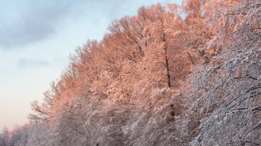 Orman, günbatımında şarapta karla kaplıydı.