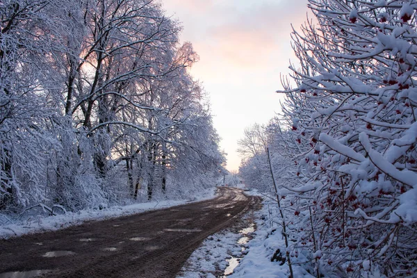 Dirt Road Winter Forest Sunset — Stock Photo, Image