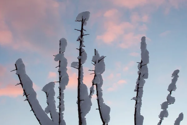 Träd Gren Snön Bakgrunden Sunse — Stockfoto