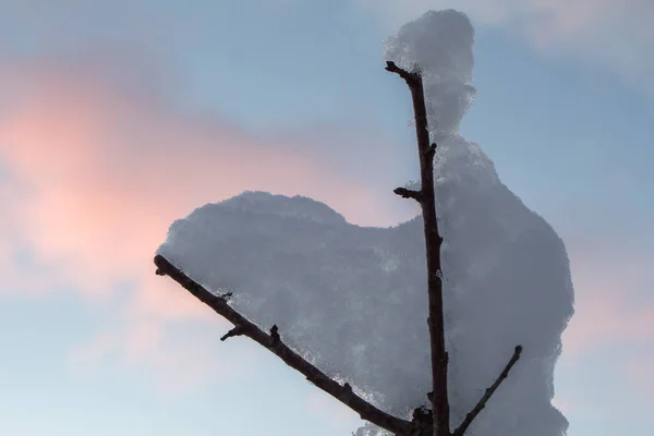 雪地下的树枝 在阳光的衬托下 — 图库照片