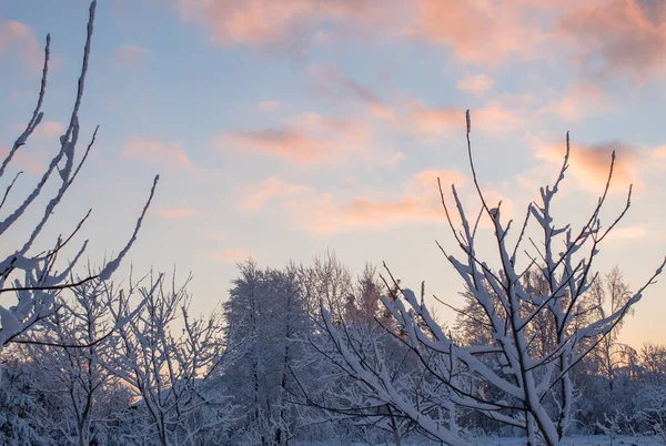 Forest Covered Snow Sunset Winte Royalty Free Stock Images