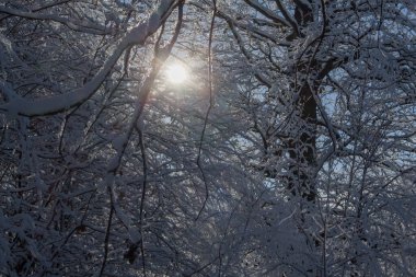 Kış ormanda güneş parlıyor