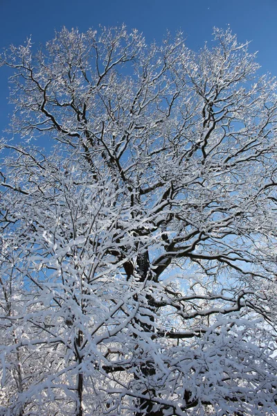 Viejo Roble Bosque Invierno Soleado — Foto de Stock