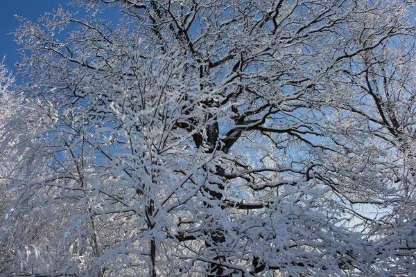 Viejo Roble Bosque Invierno Soleado — Foto de Stock
