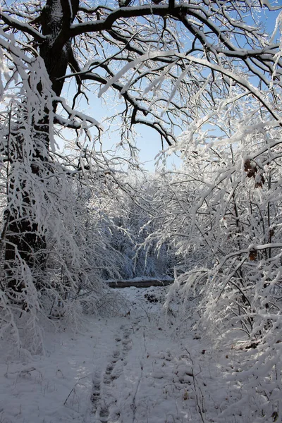 Viejo Roble Bosque Invierno Soleado — Foto de Stock