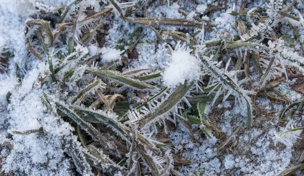 Morgonfrost Gräset Vintern Byn — Stockfoto