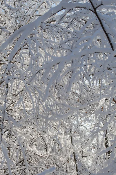 Ramas Cubiertas Nieve Bosque Invernal Durante Día — Foto de Stock