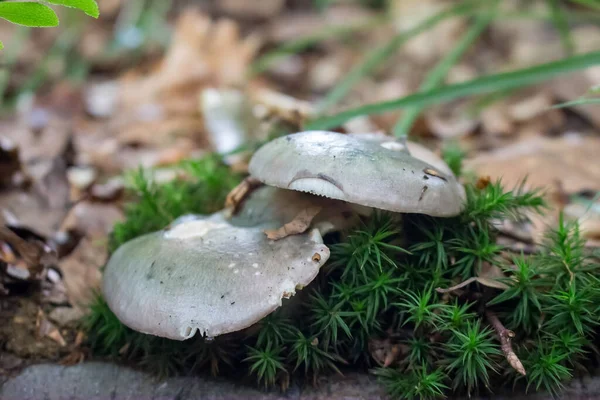 Wild Gray Mushrooms Moss Autumn — Stockfoto