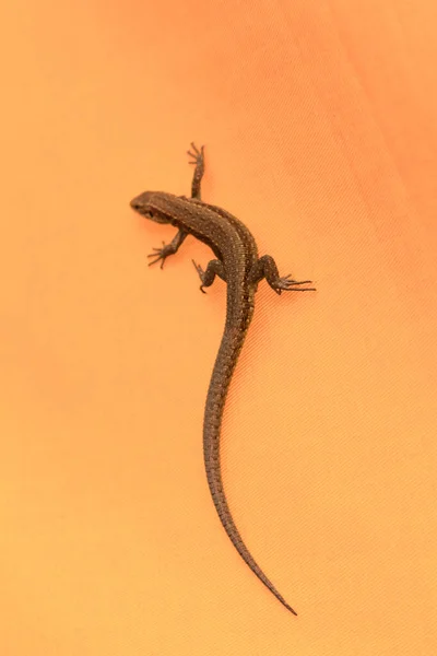Lizard Orange Background Close — Stock Photo, Image