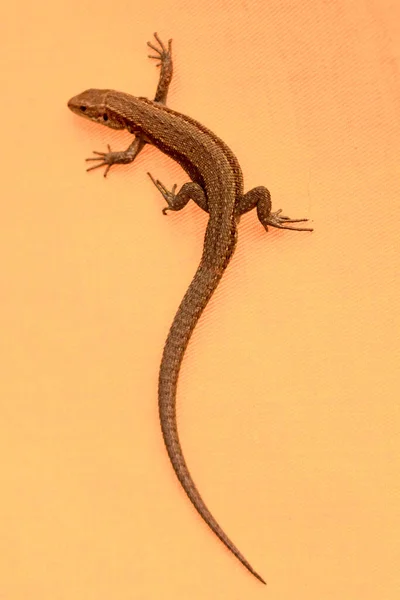 Lizard Orange Background Close — Stock Photo, Image